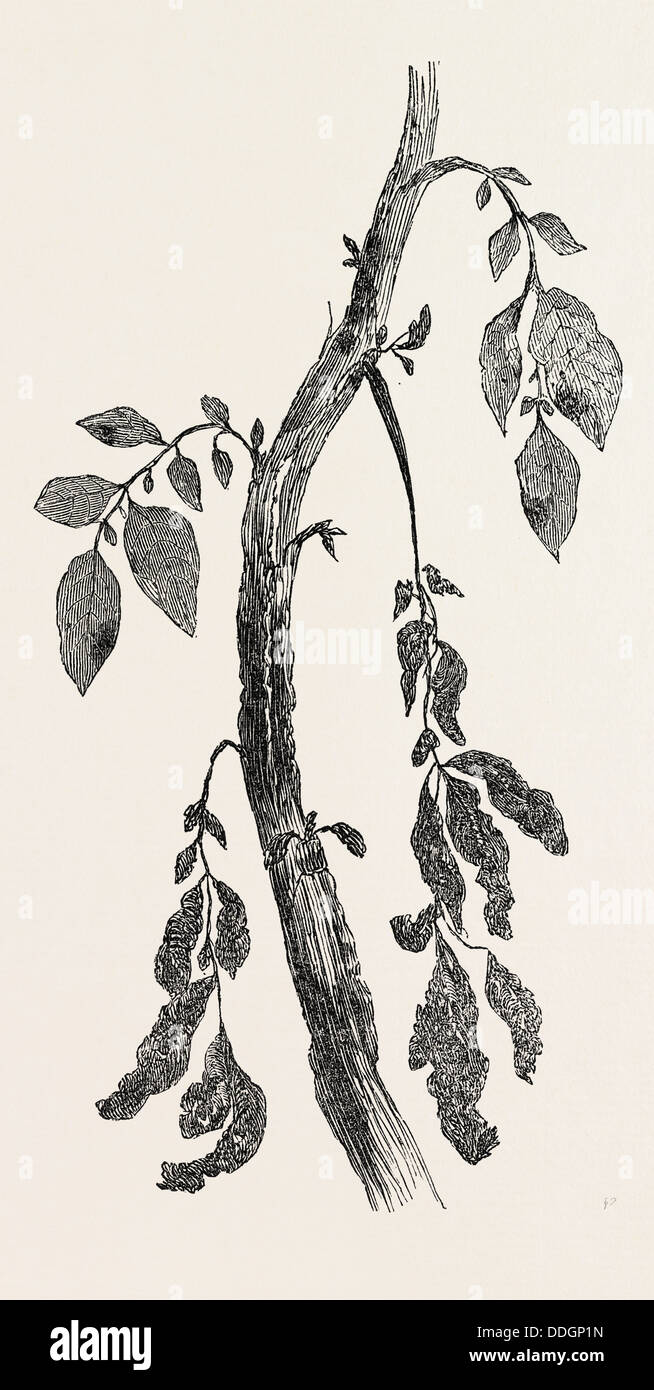 Enfermas de tallo de una planta de papa, de tamaño natural Foto de stock