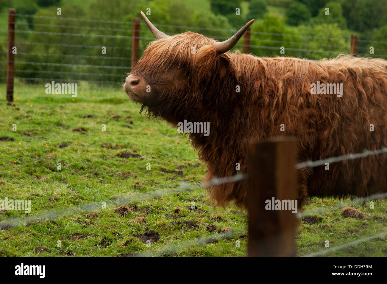Highland ganado son una raza de ganado escocés con largos cuernos y largos abrigos ondulada. Foto de stock