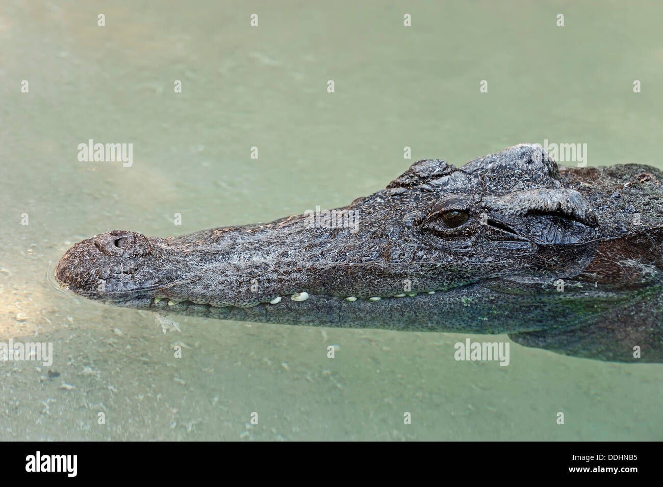 Los siameses (Crocodylus siamensis), retrato, cautiva Foto de stock