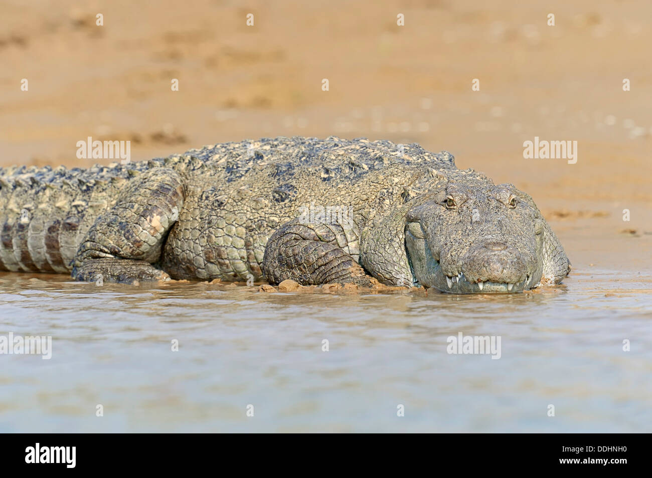 Mugger Crocodile indio o pantano (Crocodylus palustris) tumbado en la orilla Foto de stock
