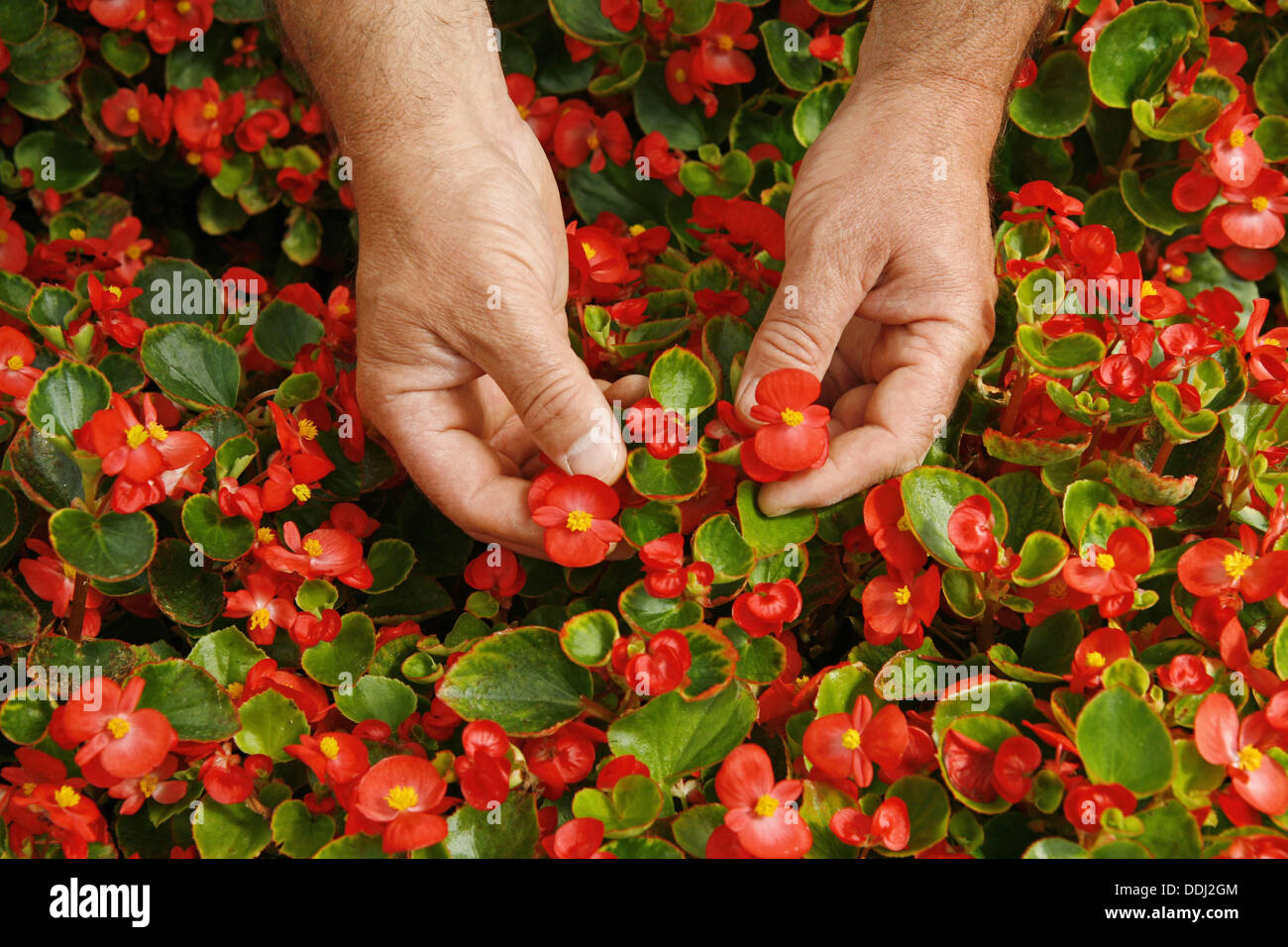 Begonia flower food fotografías e imágenes de alta resolución - Alamy