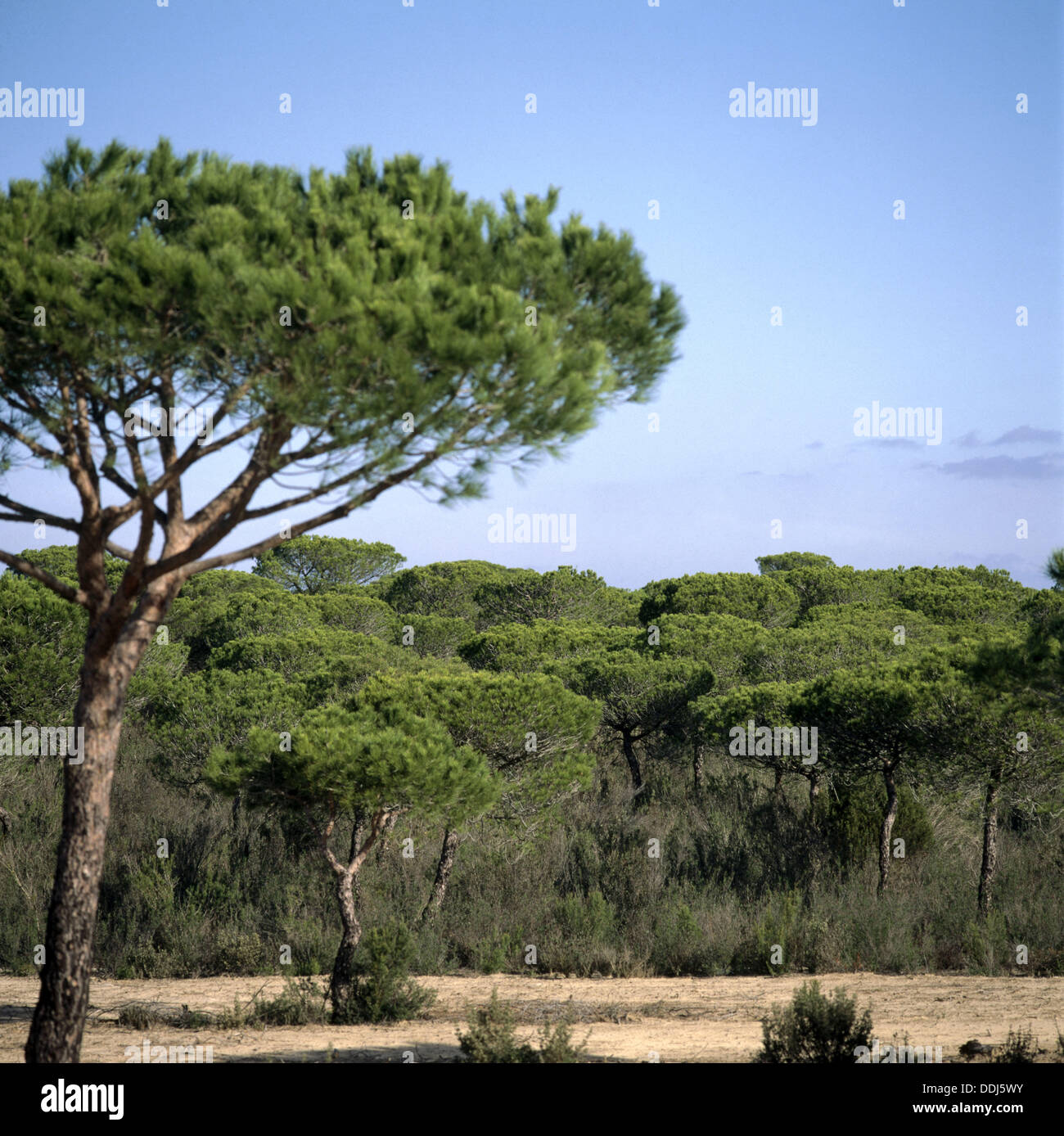 Pino Pinonero Pinus Pinea Bosque Parque Nacional De Donana La Provincia De Huelva Espana Fotografia De Stock Alamy