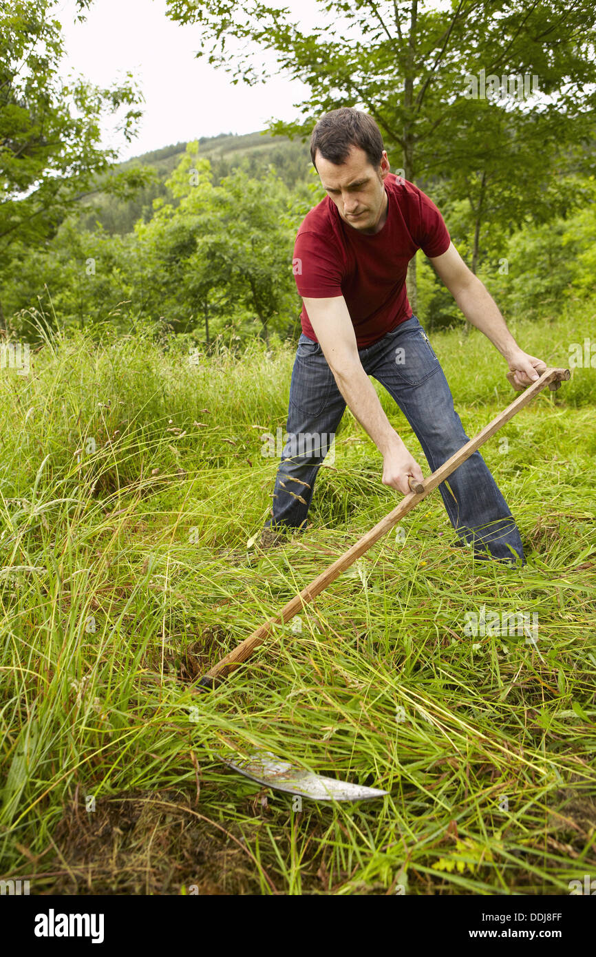 Formular Entretener Tomar conciencia Hombre utilizando la guadaña, herramienta de mano, agricultura, Guipúzcoa,  País Vasco, España Fotografía de stock - Alamy