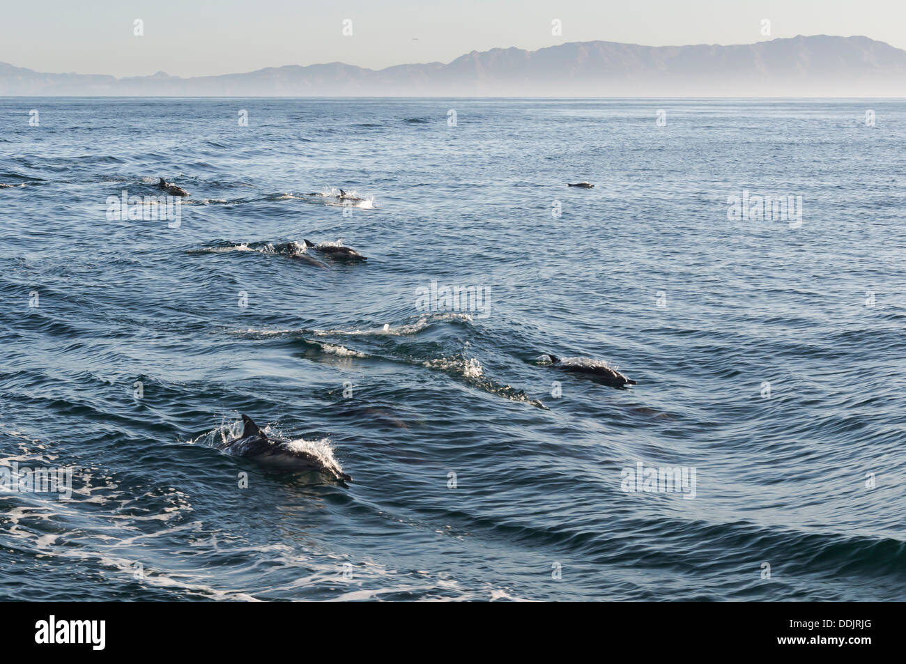 Larga picuda delfines comunes, Delphinus capensis, Mar de Cortez, el diafragma, las Islas del Pacífico, México Foto de stock
