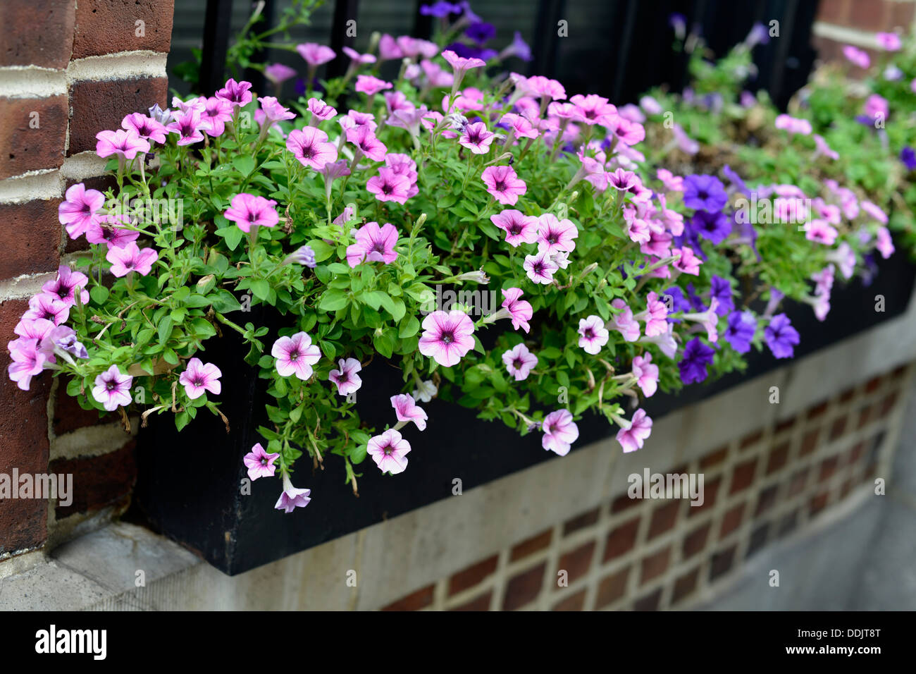 Repisa de la ventana exterior Caja de flores, lleno de pequeñas flores de color rosa y púrpura Foto de stock