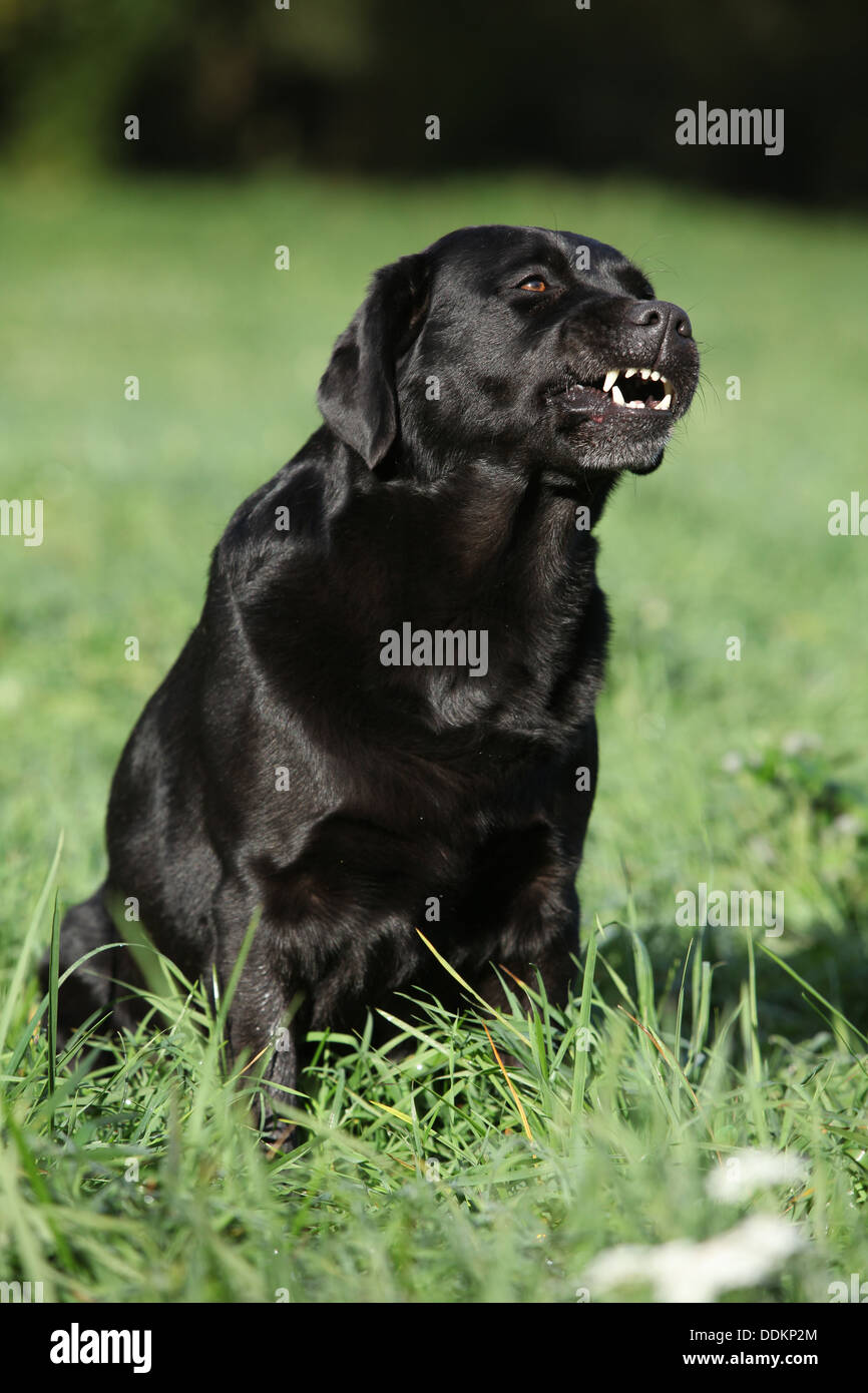 Hermoso labrador retriever sentarse y mostrar los dientes Fotografía de  stock - Alamy