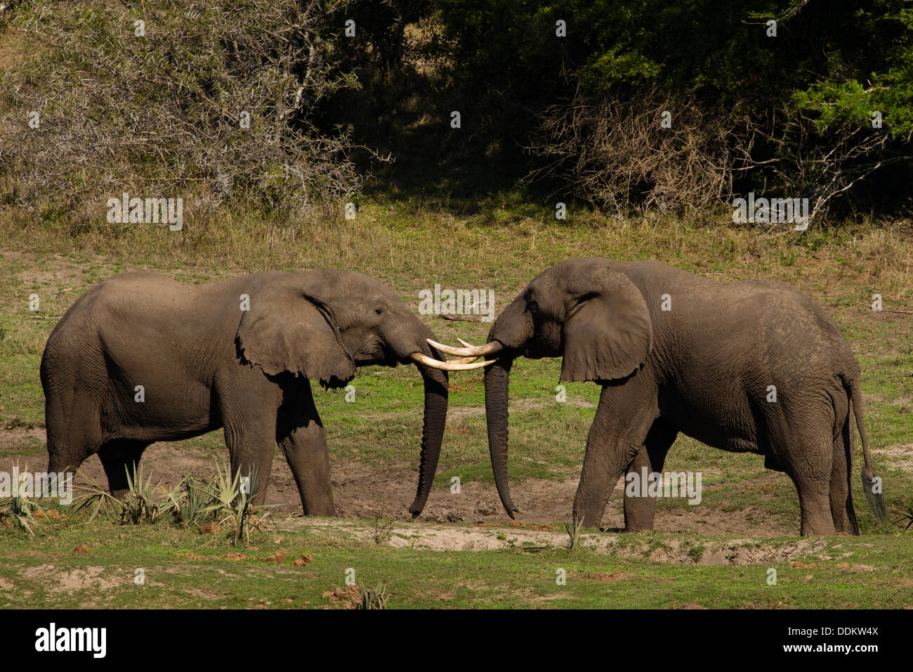 Dos hombres elefante africano (Loxodonta africana) Foto de stock