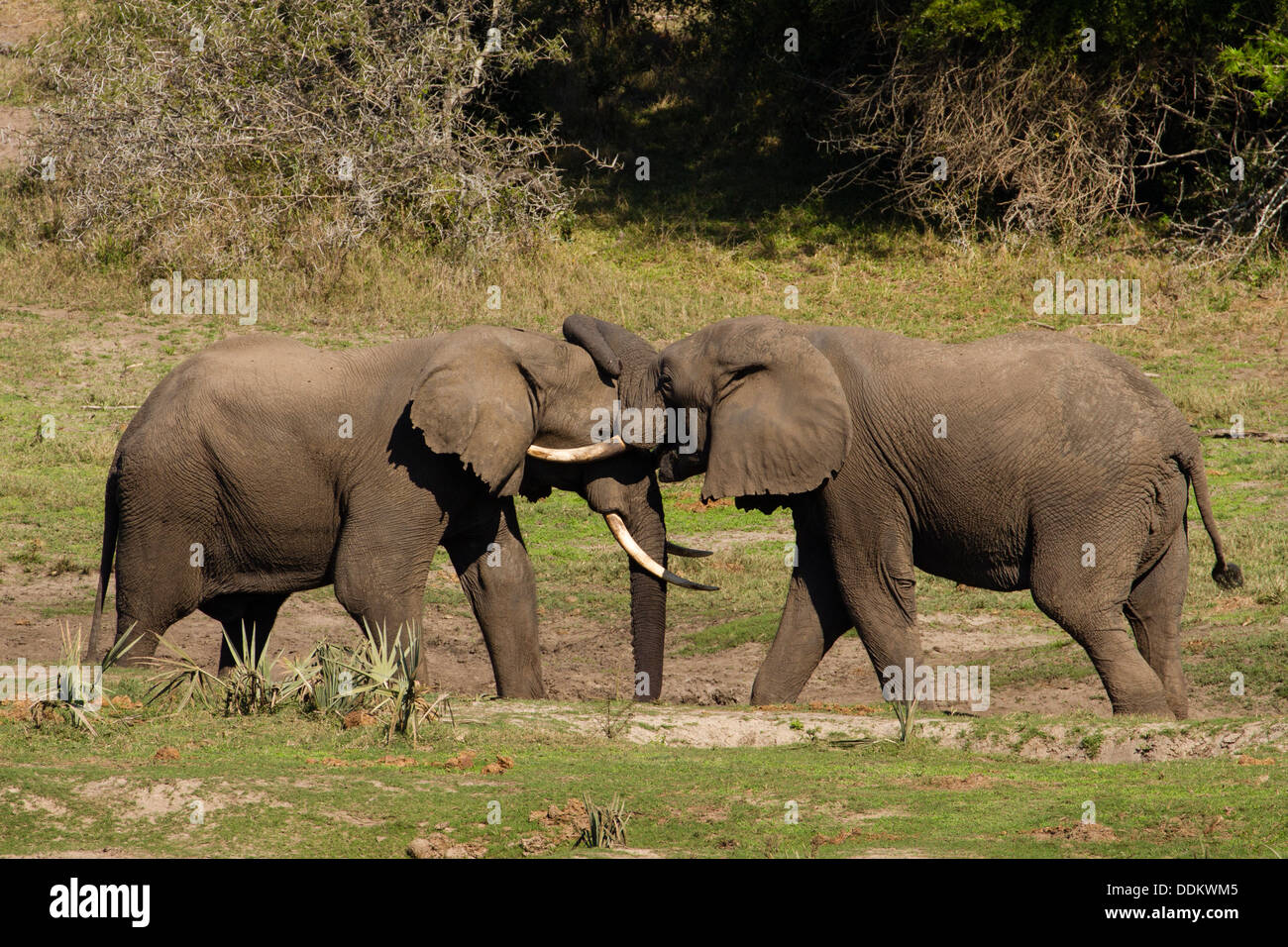 Dos hombres elefante africano (Loxodonta africana) Foto de stock