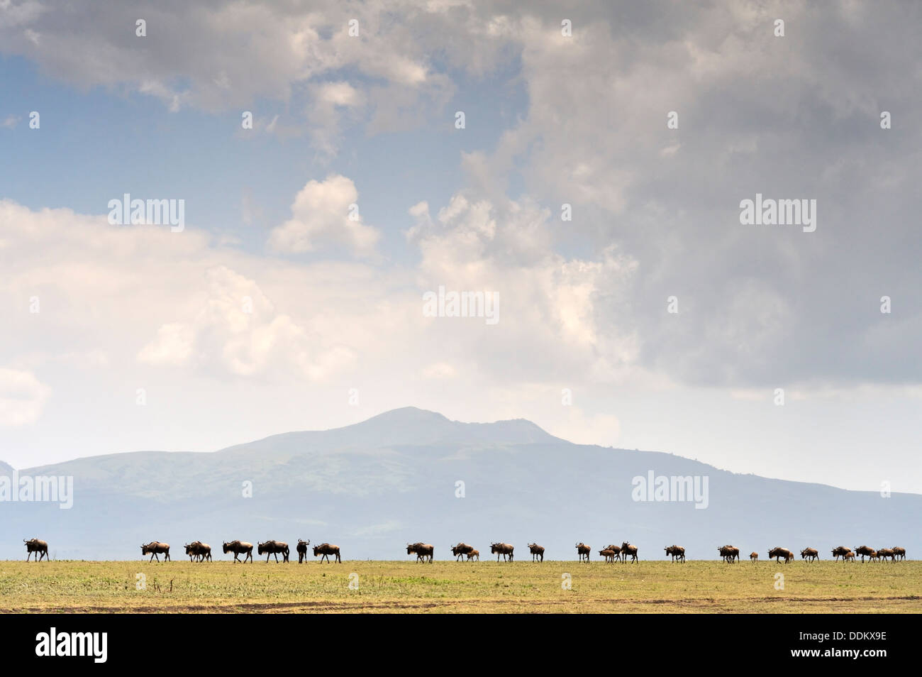 Línea de ñus, Gnu (Connochaetes taurinus), pasando por delante del cráter del Ngorongoro mountain vista desde el Serengeti, Tanzania Foto de stock
