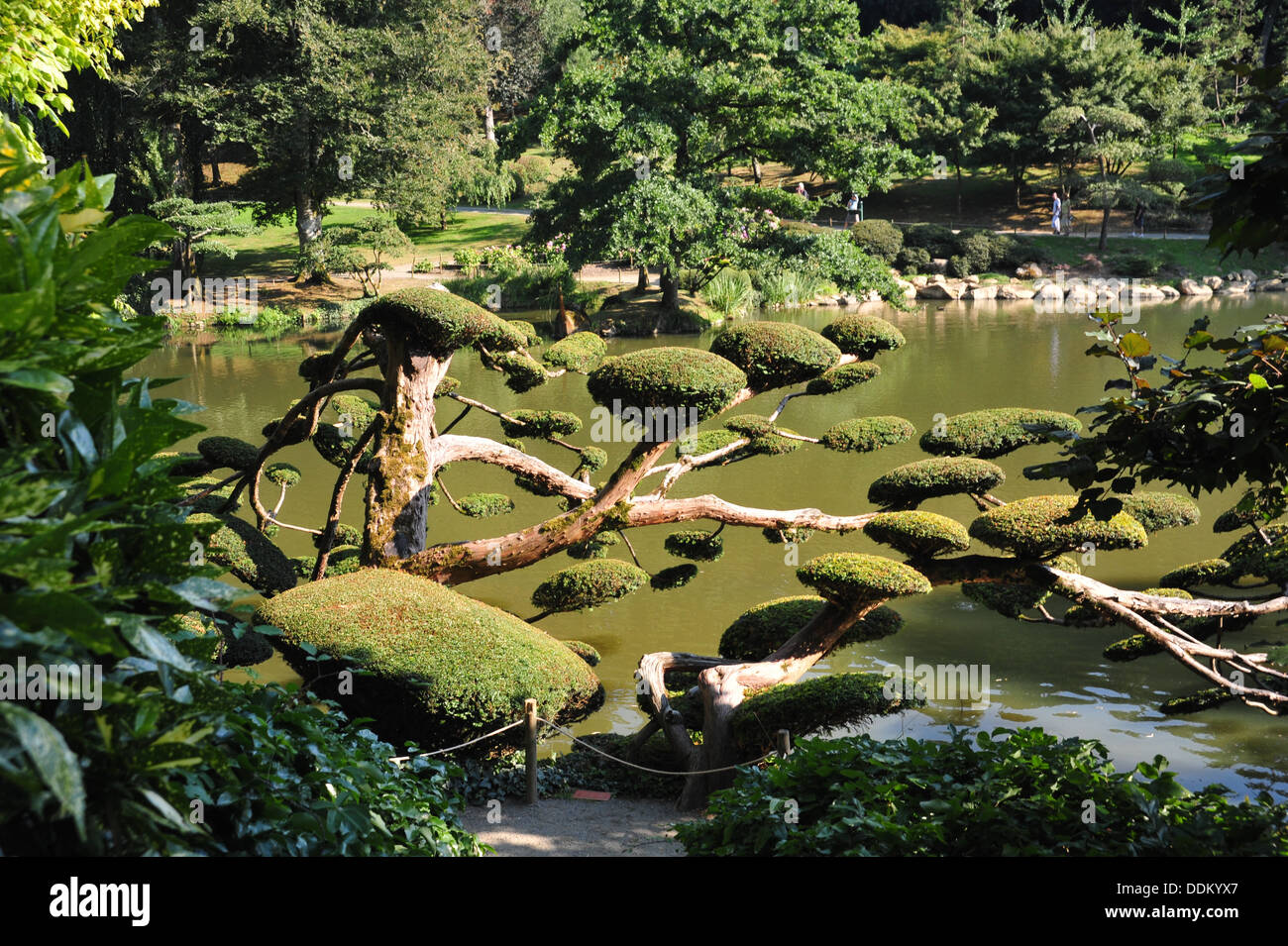Jardines japoneses Foto de stock