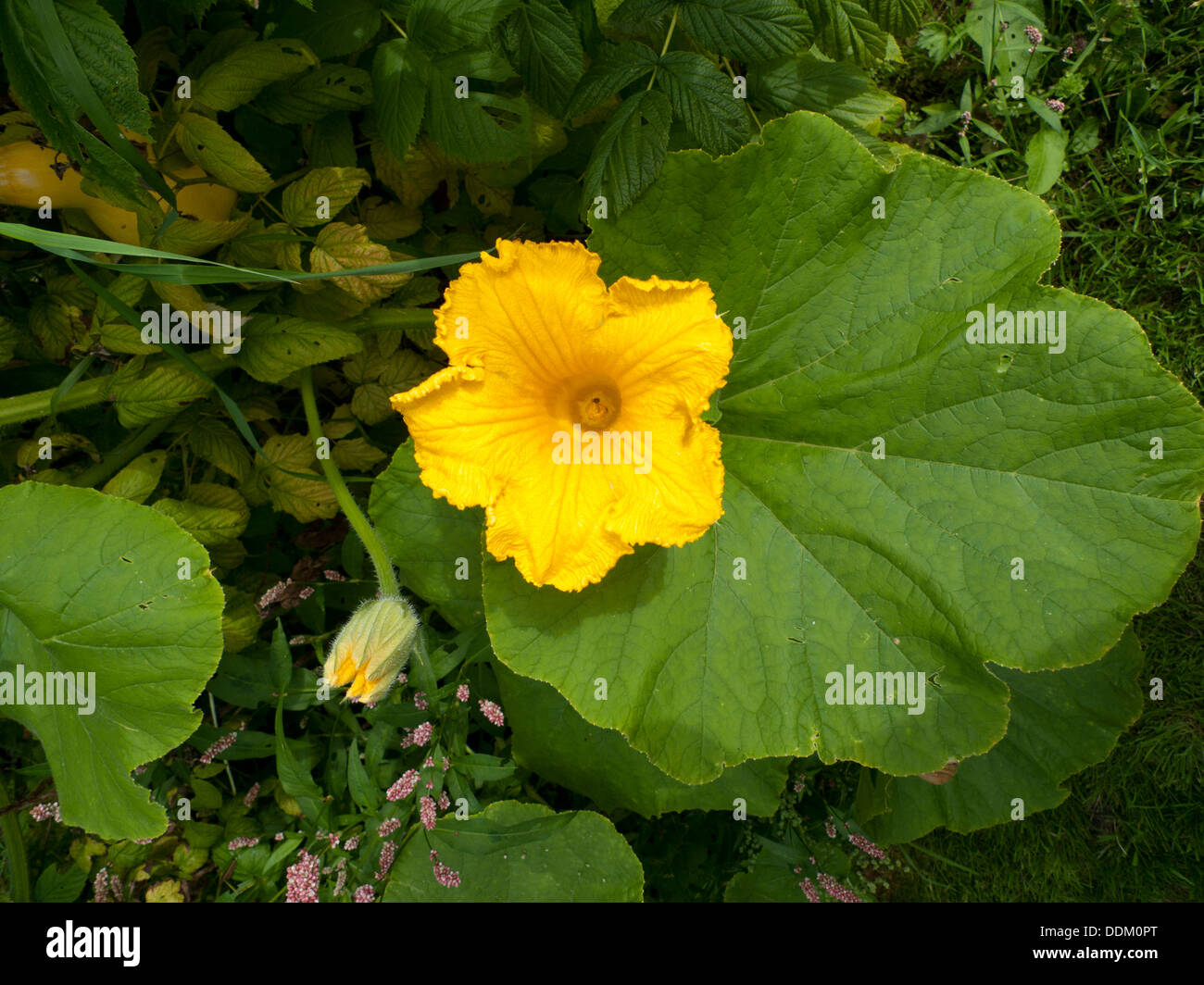 Flor de un amarillo verano crookneck squash en flor Carmarthenshire Gales UK KATHY DEWITT Foto de stock