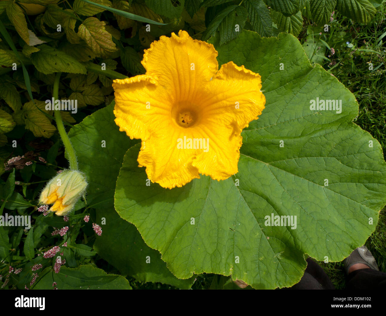 Flor de un amarillo verano crookneck squash en flor Carmarthenshire Gales UK KATHY DEWITT Foto de stock