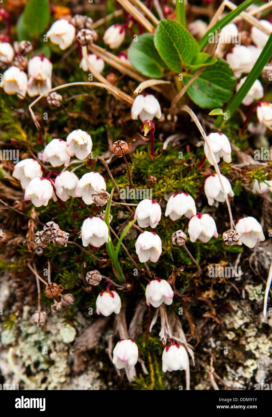 Moss heather bell (Cassiope hypnoides) flores blancas Foto de stock