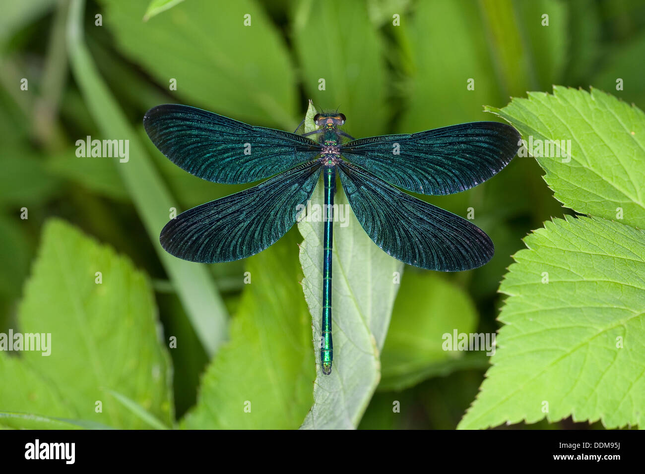 Agrion bluewing, demoiselle Demoiselle, Hermoso, varón, Blauflügelprachtlibelle Blauflügel-Prachtlibelle, Calopteryx virgo Foto de stock