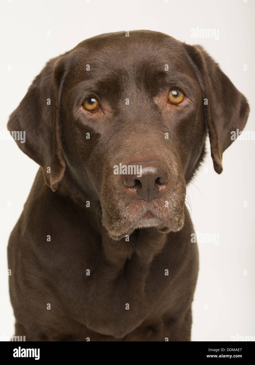 Labrador Retriever chocolate perro adulto hembra retrato sobre fondo blanco studio Foto de stock