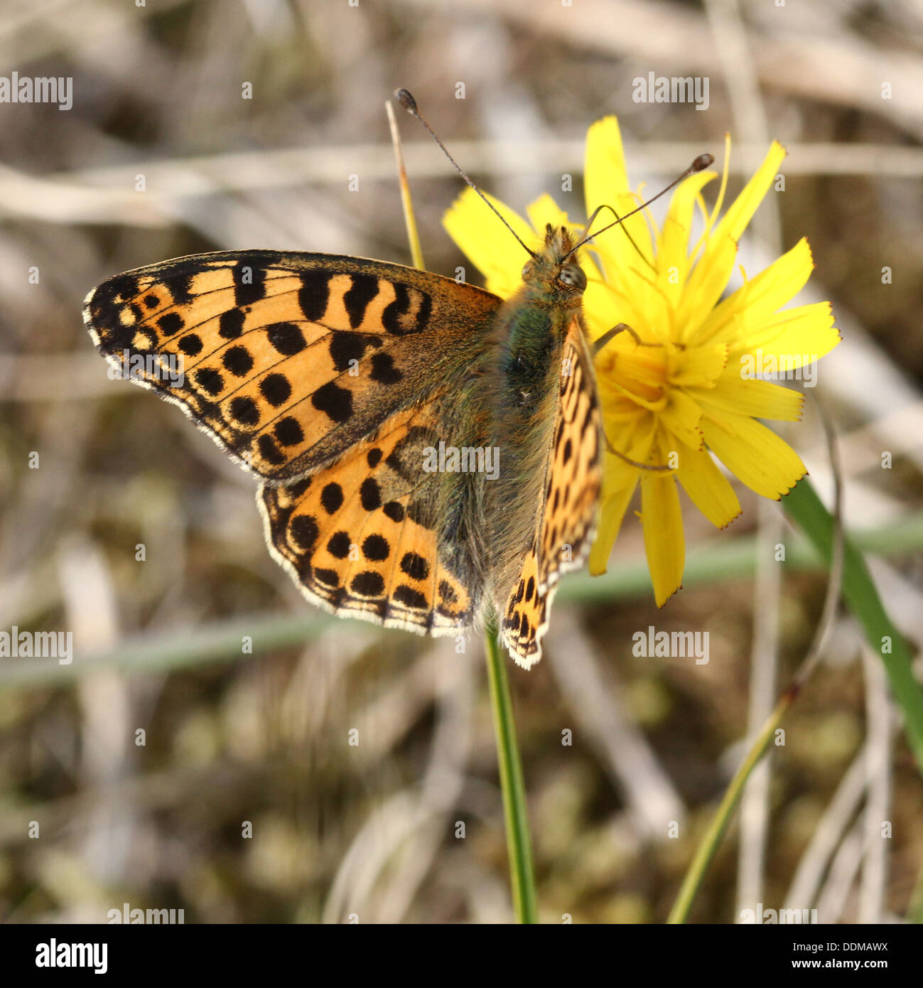 Close-up de una reina de España Speyeria butterfly (Issoria lathonia) Foto de stock