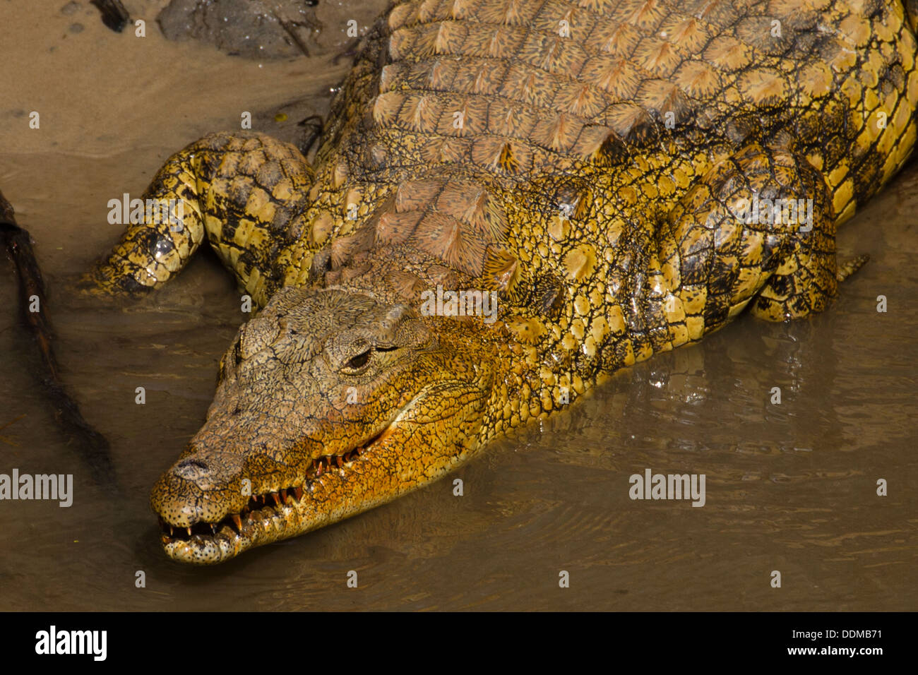 El cocodrilo del Nilo (Crocodylus niloticus) Foto de stock