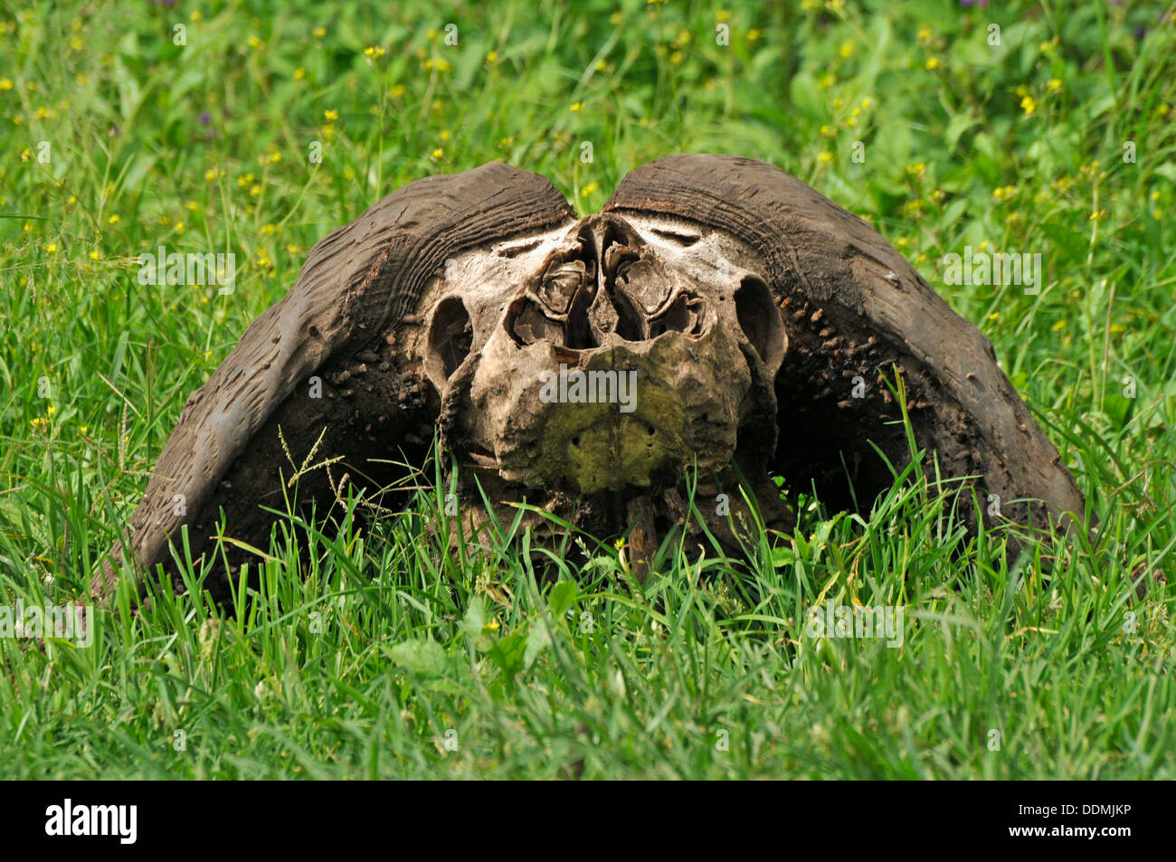 Cráneo de Cape Buffalo Tanzania colección Foto de stock