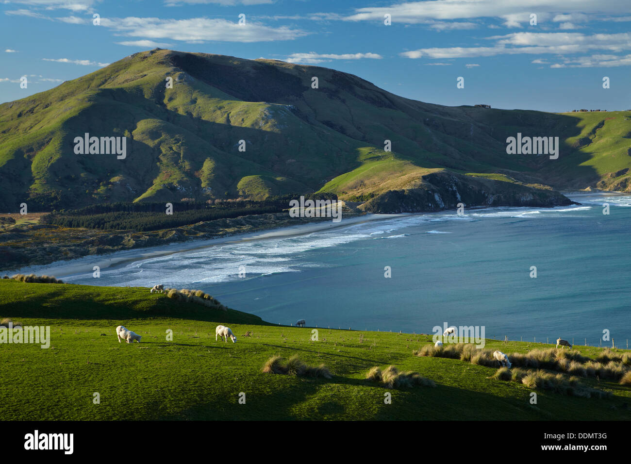 Ovejas, tierras de cultivo, Allans Beach y Mt Charles, la Península de Otago, Dunedin, Otago, Isla del Sur, Nueva Zelanda Foto de stock