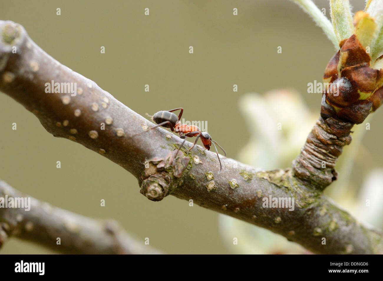Hormiga de madera roja (Formica rufa) sobre una ramita Foto de stock