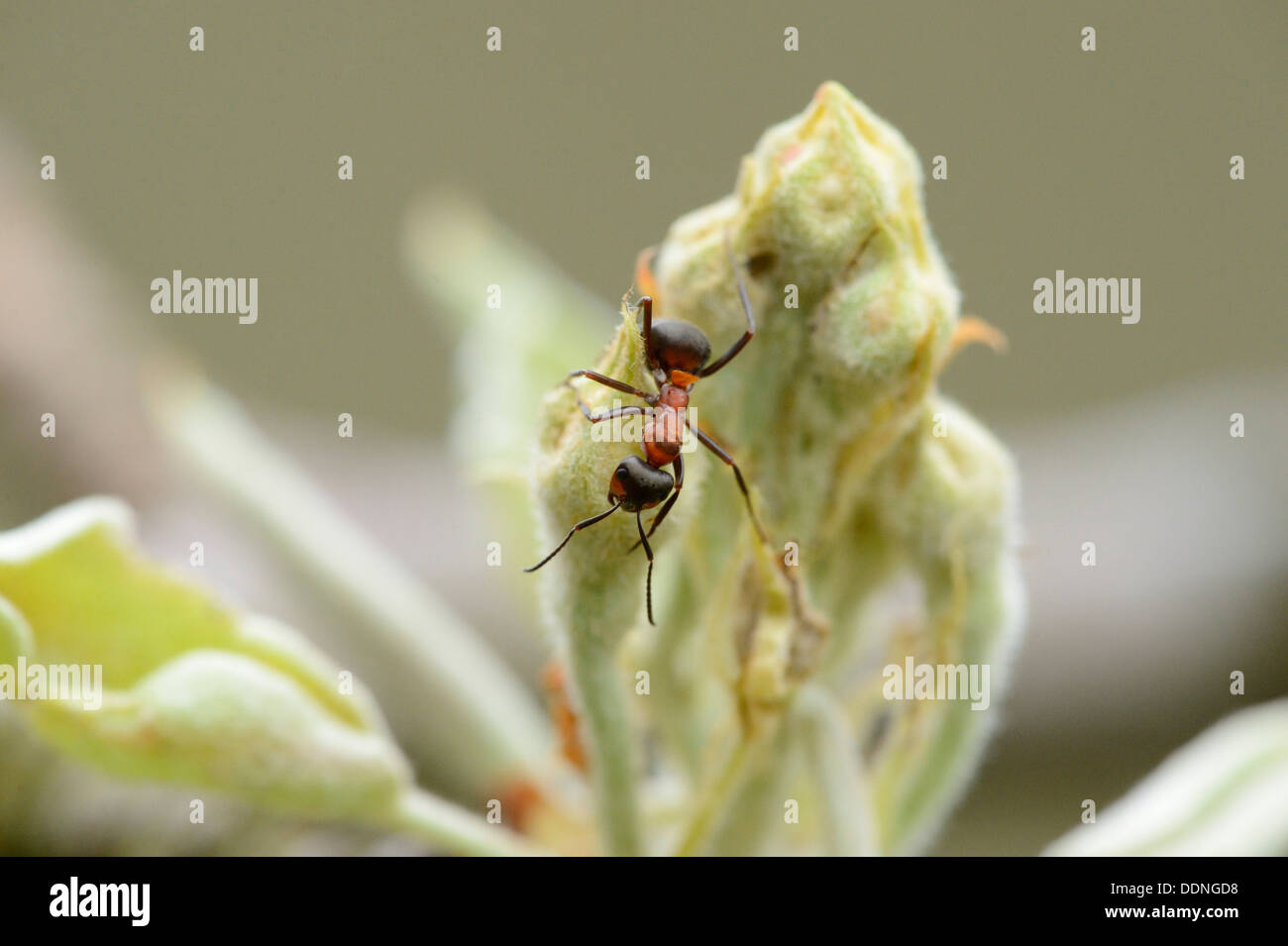 Hormiga de madera roja (Formica rufa) sobre una yema Foto de stock