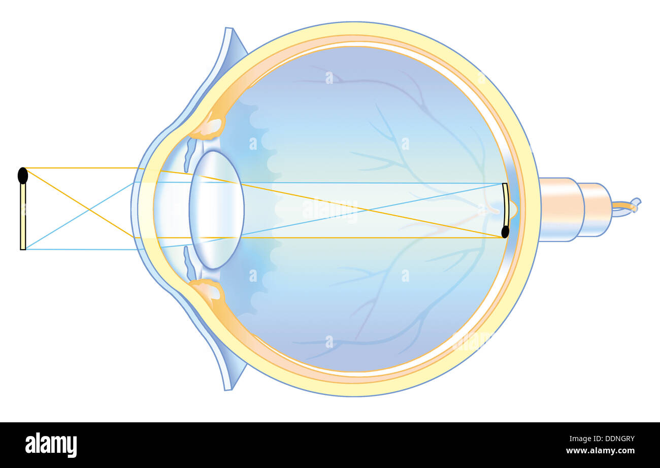 La refracción de la luz en el ojo humano Fotografía de stock Alamy