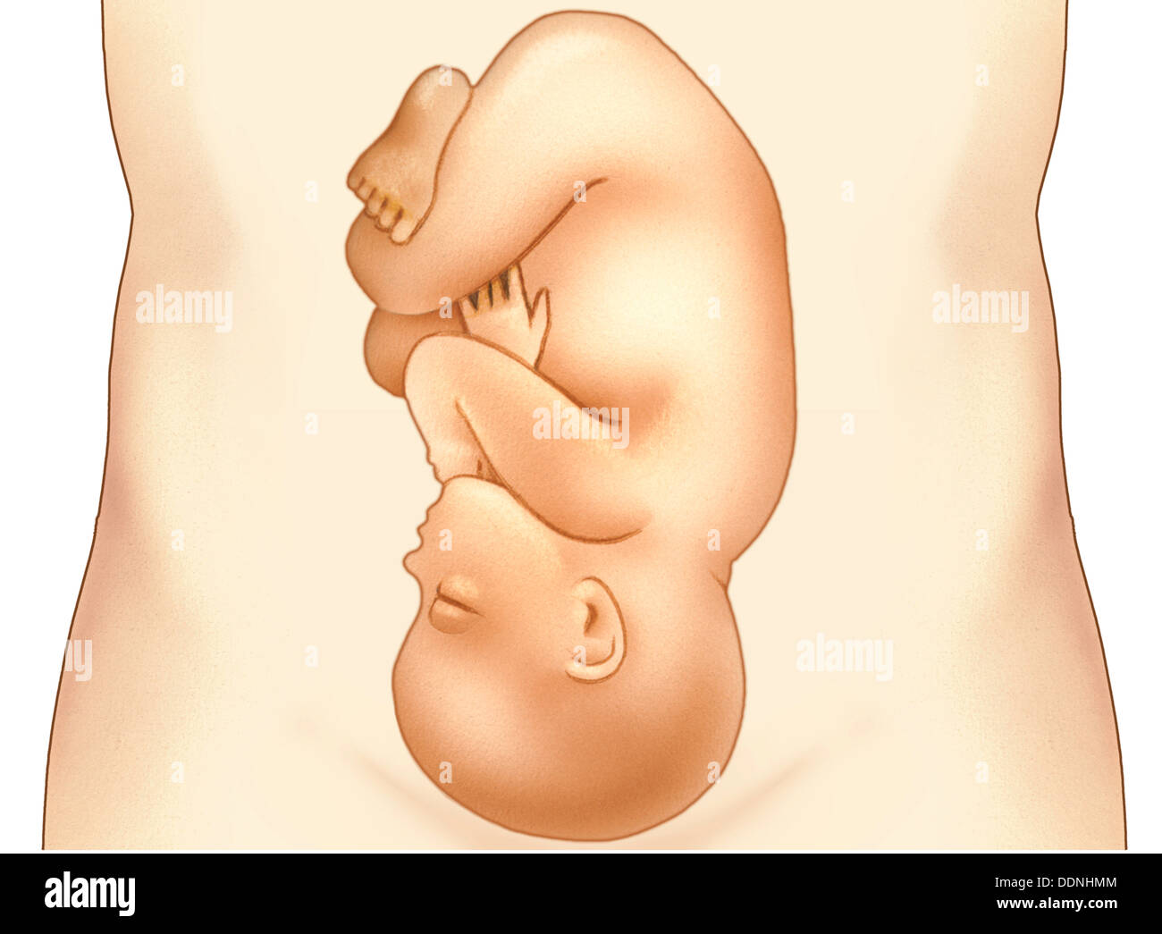 El Bebe En El Vientre Materno Poco Antes Del Nacimiento Fotografia De Stock Alamy