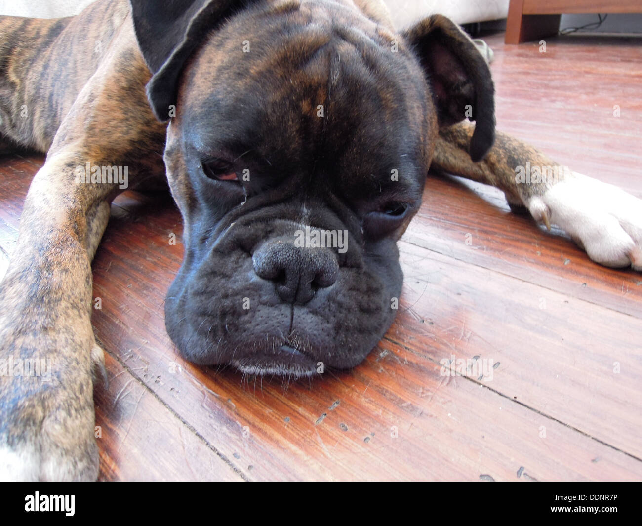 Disparo a la cabeza de un lindo perro boxer acostado en el piso Fotografía  de stock - Alamy