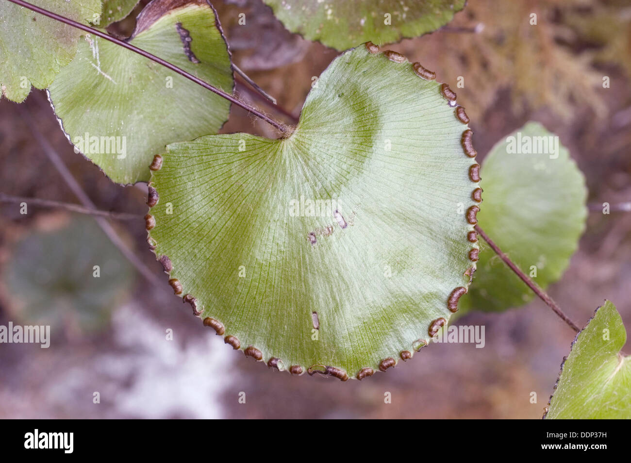 El riñón Maidenhair (Adiantum reniforme) recibe su nombre por la forma de sus hojas, y es una especie rara que puede ser difícil Foto de stock
