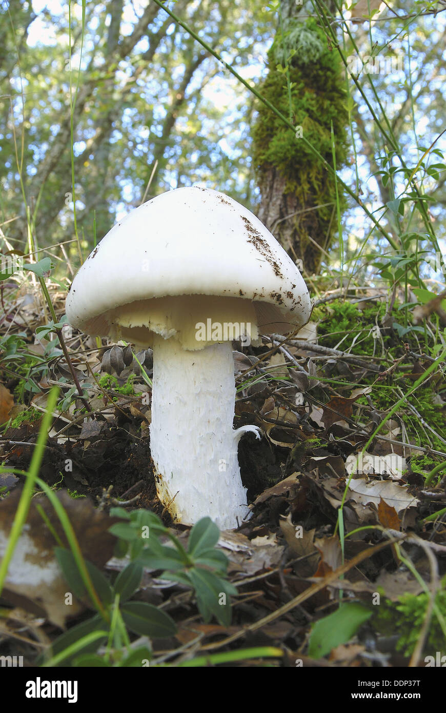 Amanita ovoidea proxima inmaduros Quercus faginea en el suelo Foto de stock