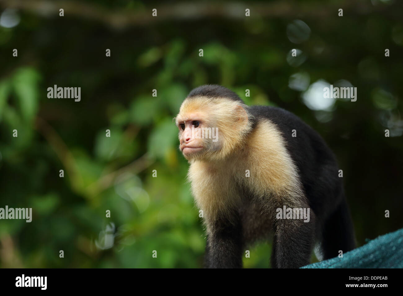 Mono Capuchino en el árbol, Manuel Antonio, Costa Rica. Foto de stock