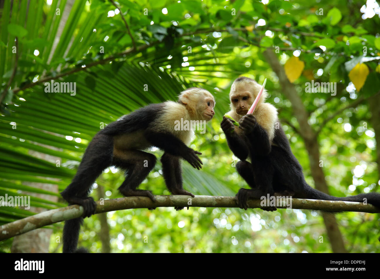 Monos capuchinos en árbol, Manuel Antonio, Costa Rica. Foto de stock