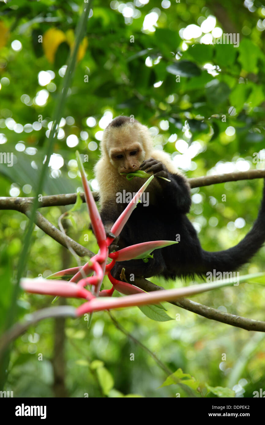 Mono Capuchino de comer en el árbol, Manuel Antonio, Costa Rica. Foto de stock