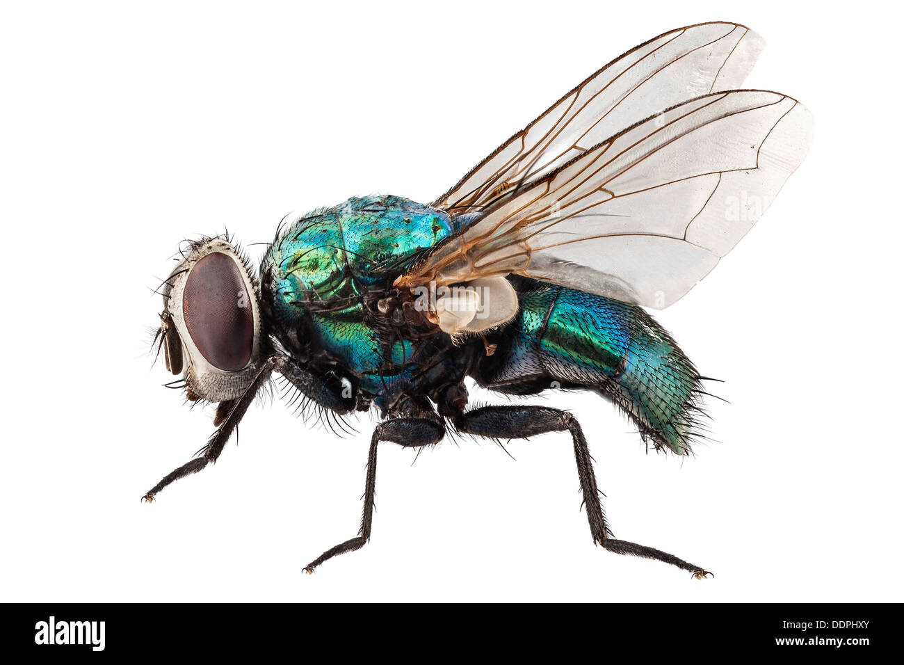Soplar especies de mosca Lucilia caesar Foto de stock