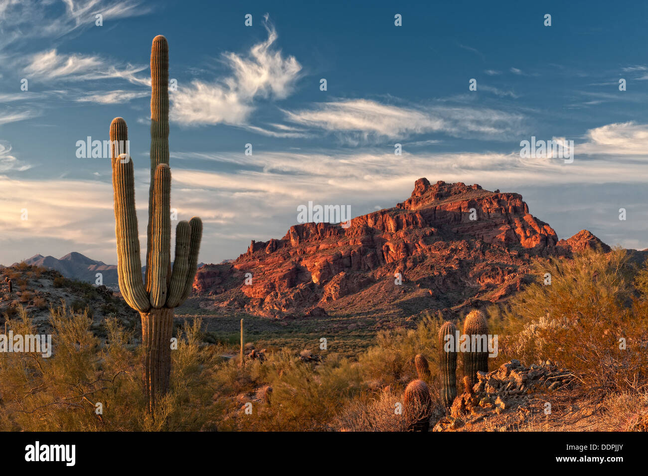 Escena del Desierto de Sonora en Arizona Foto de stock