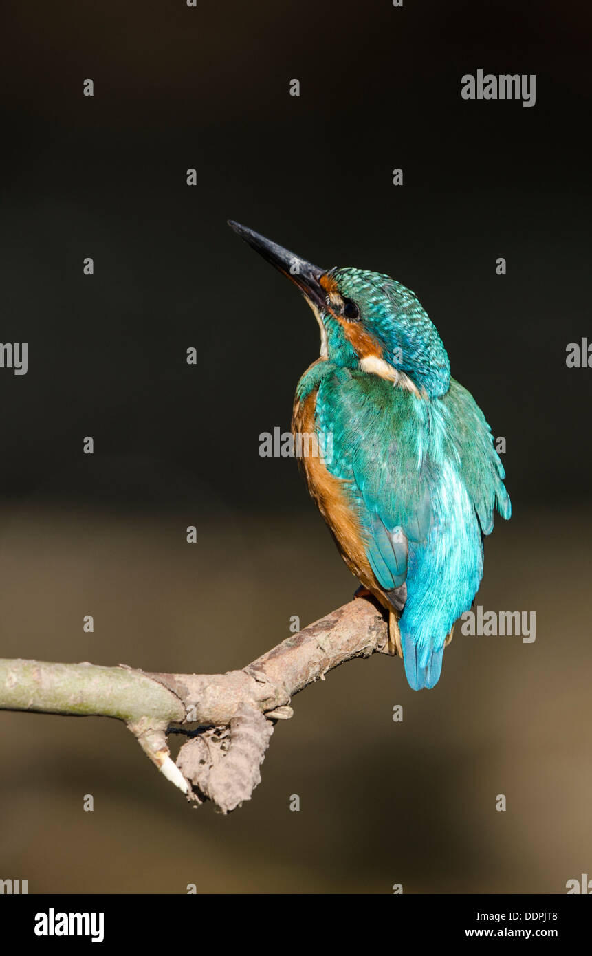 Kingfisher en cerrar Foto de stock