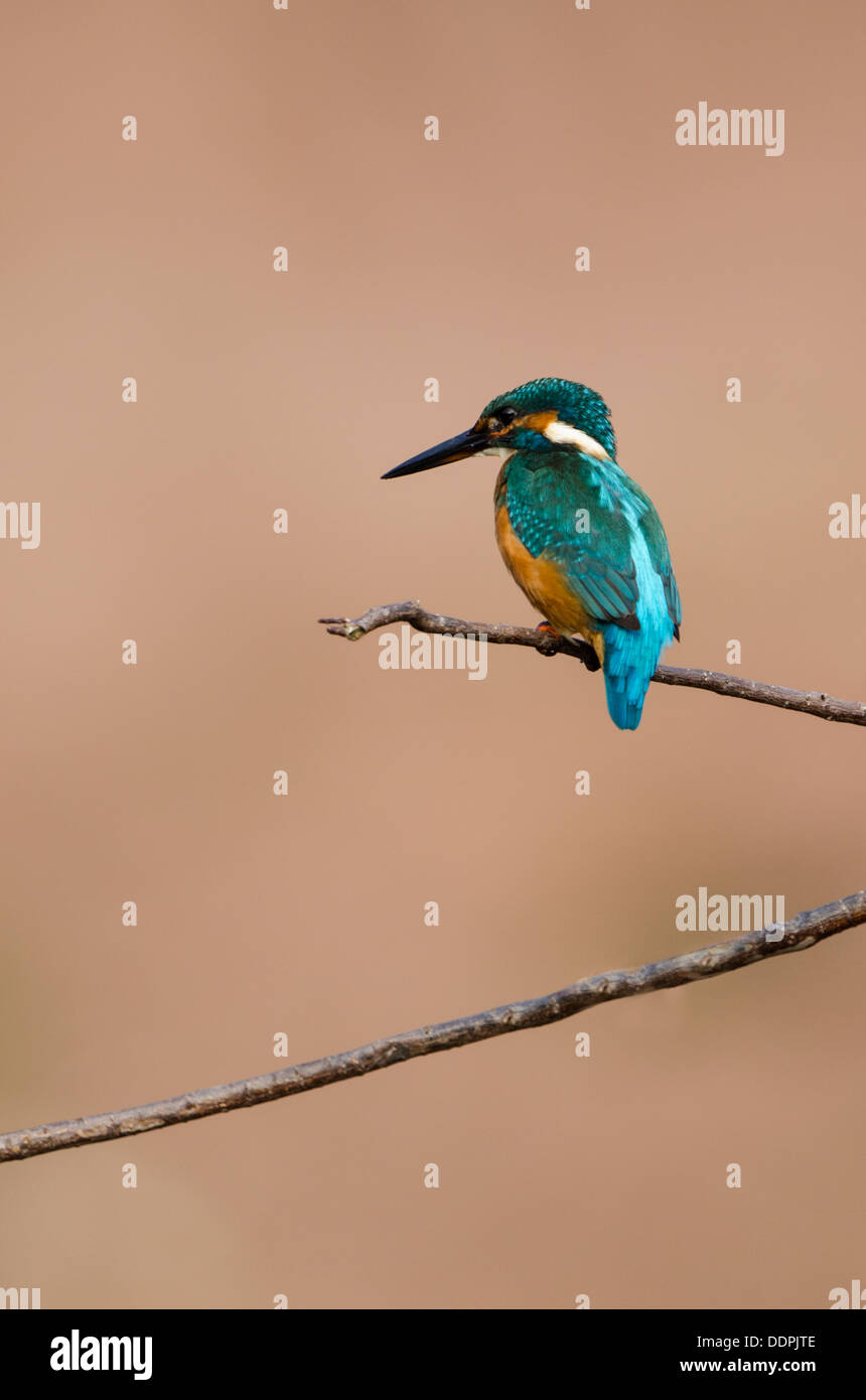Kingfisher perchas en la rama larga en estrecha. Foto de stock