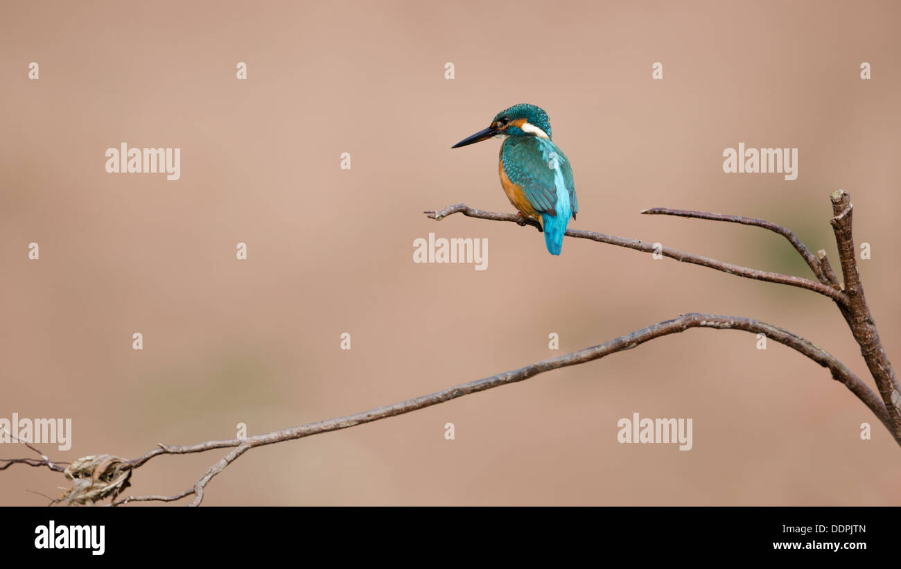 Kingfisher perchas en la rama larga Foto de stock