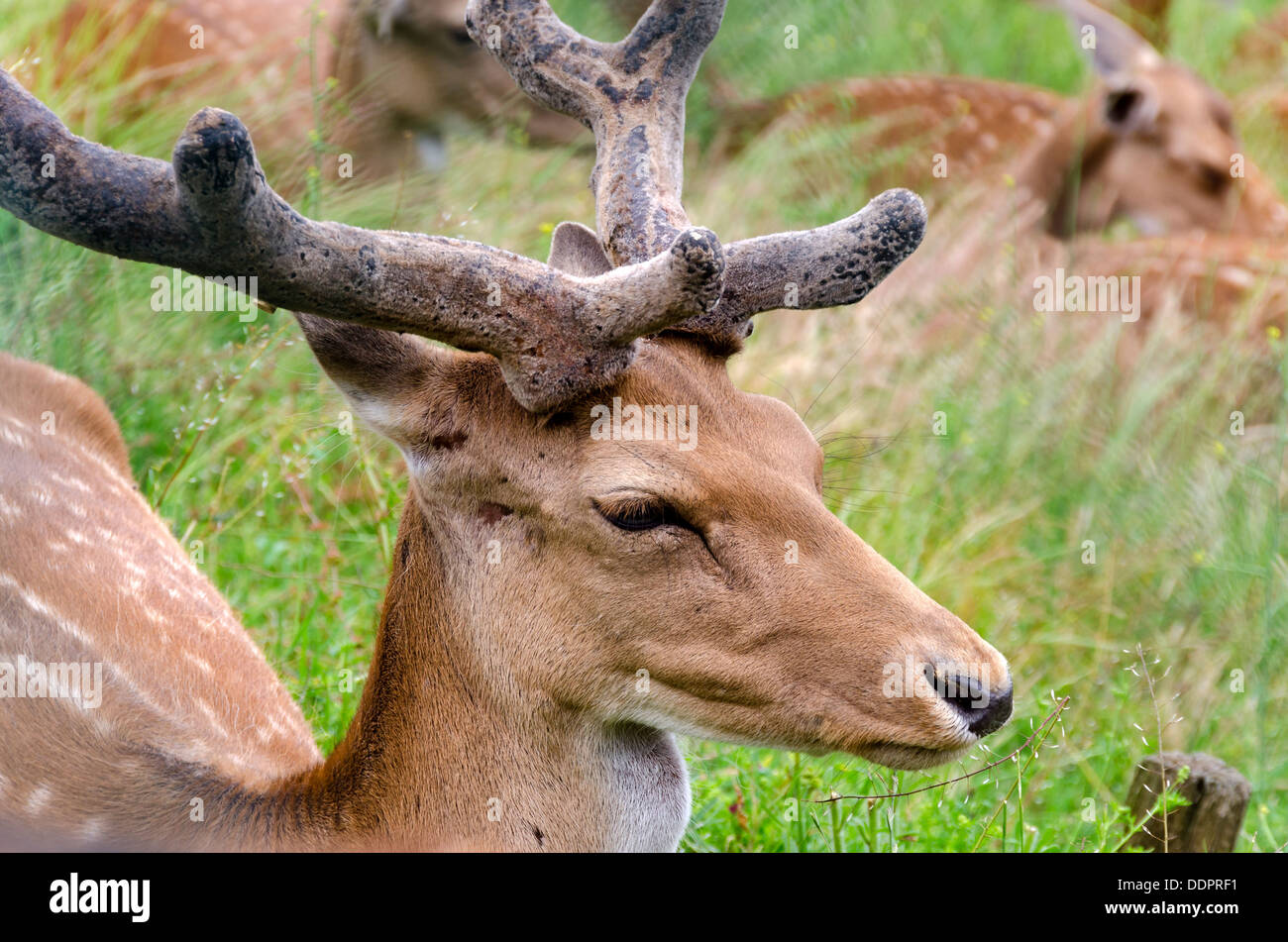 Primer plano de un ciervo en Liguria Foto de stock