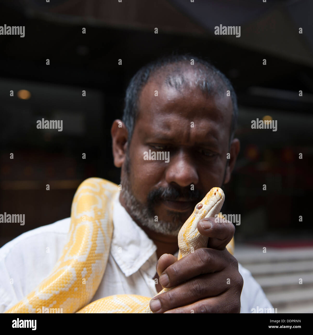 Hombre indio con una serpiente amarilla, Malasia Foto de stock