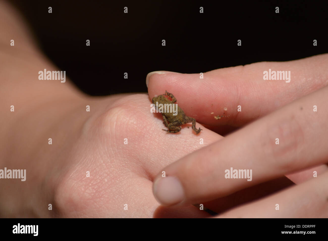 Dos manos humanas sosteniendo una muy pequeña rana y su pequeño pie parece estar dando un "High Five" a los seres humanos pulgar Foto de stock
