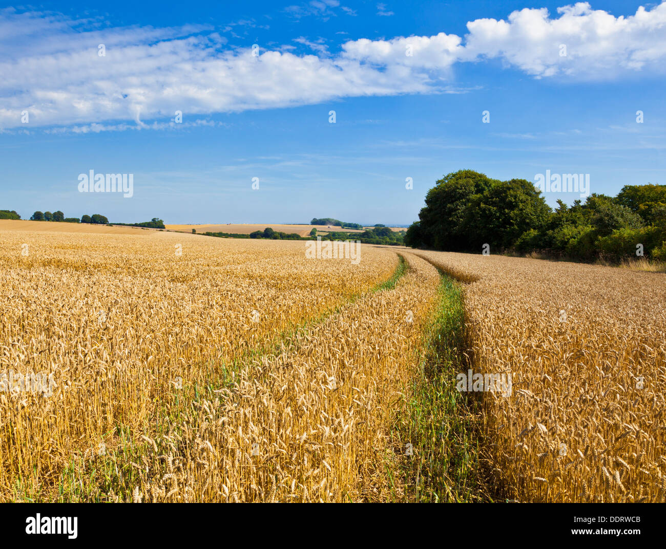 Cultivos en los campos listos para la cosecha cerca de Louth Lincolnshire wolds Inglaterra GB Europa UE Foto de stock