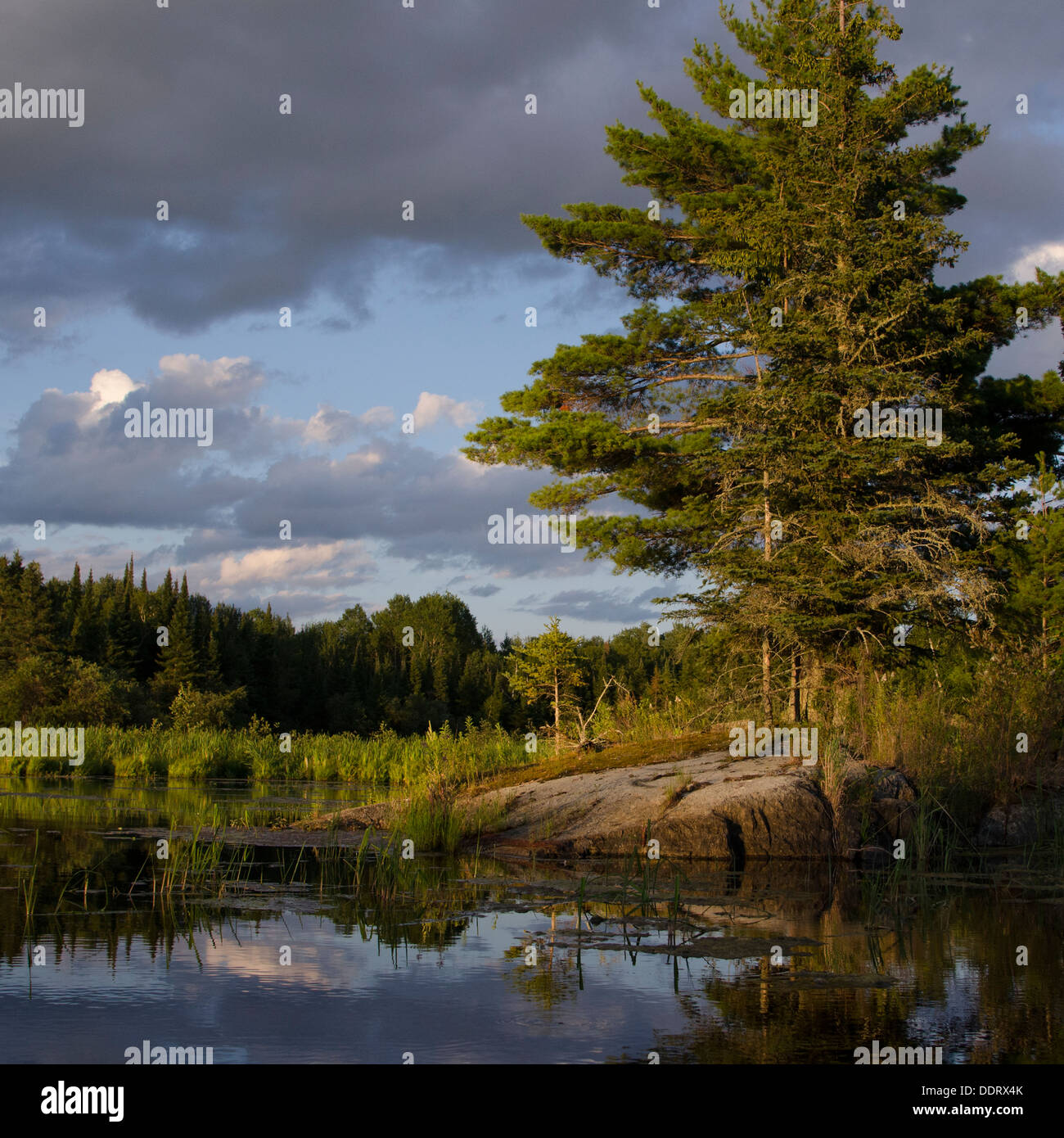La reflexión de los árboles, el lago de los bosques, Ontario, Canadá