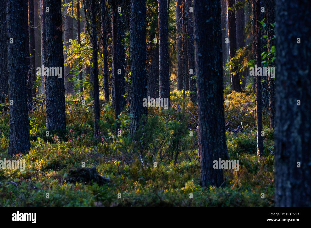Bosque de coníferas boreal europeo en verano Foto de stock