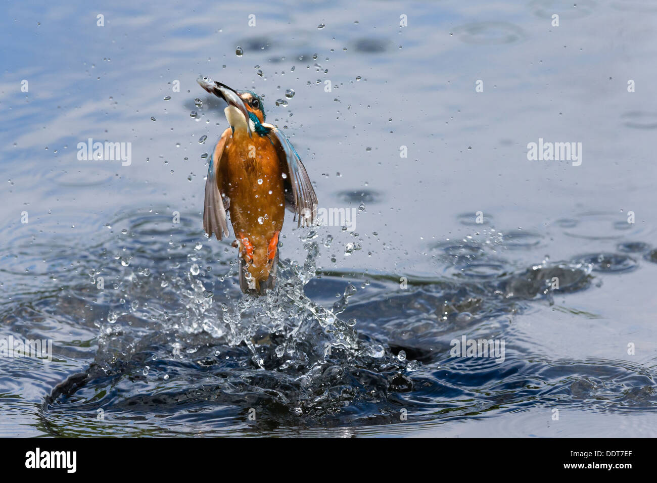 Kingfisher emergiendo de la superficie del agua con un pez Foto de stock