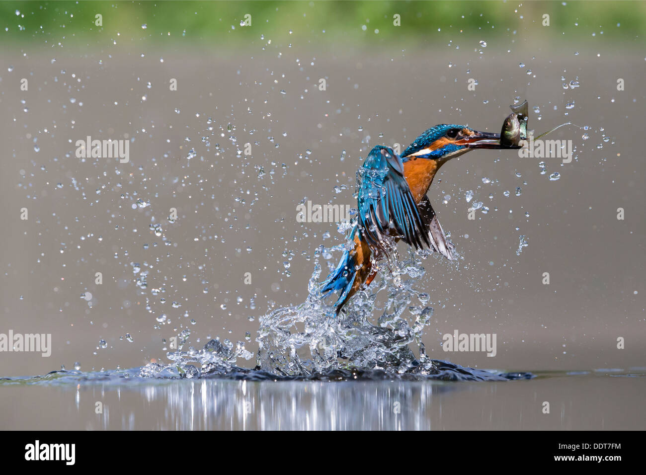 Kingfisher emergiendo de la superficie del agua con un pez Foto de stock