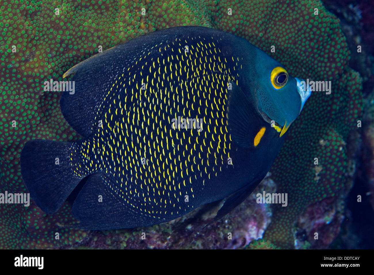 Cerrar imagen del pez ángel francés, Pomacanthus paru,verdes con fondo de coral de Boulder. Bonaire, Antillas Holandesas Foto de stock