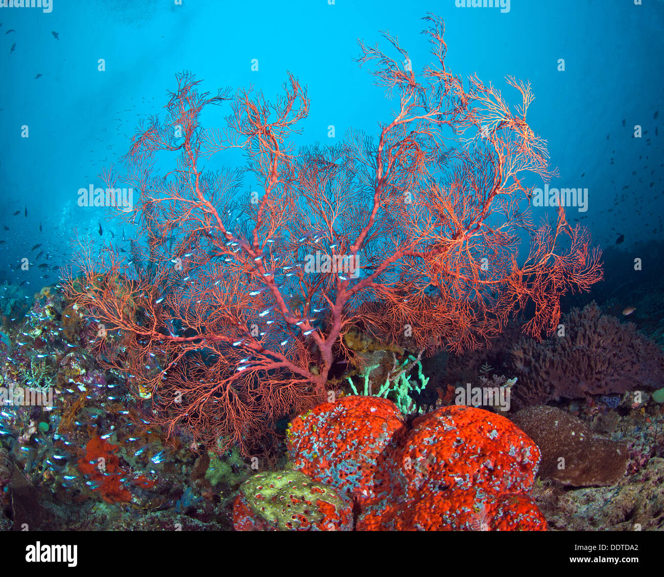 Mar rojo ventilador en torsión rígida en las corrientes oceánicas. Raja Ampat, Indonesia Foto de stock