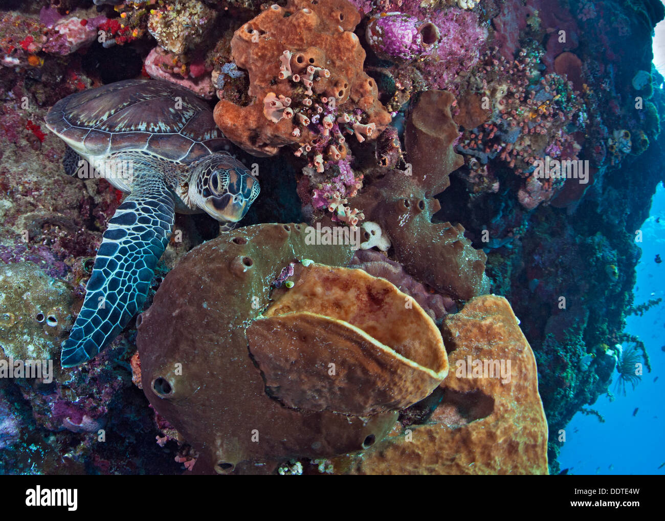 Tortuga carey, Eretmochelys imbricata, hojas cueva en pared de arrecife. La isla de Bunaken, Indonesia Foto de stock
