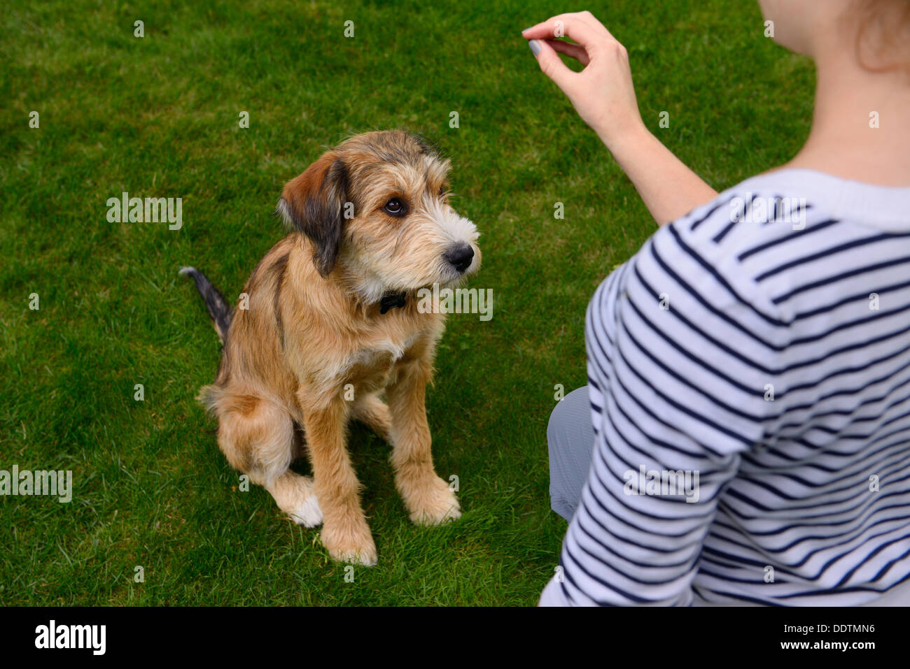 Sheepish joven cachorro está siendo entrenado por joven a sentarse en la hierba de césped Foto de stock